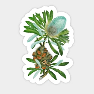 Banksia Flower Sticker